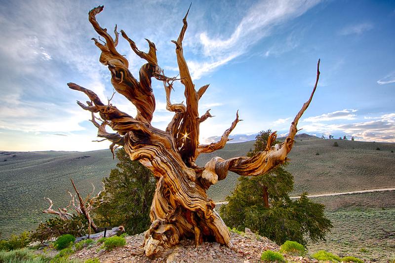 Revelando La Maravilla Eterna De La Naturaleza Descubra La Leyenda Viva Más Antigua Del Mundo